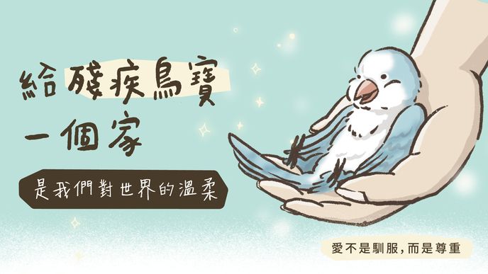 給殘疾鳥寶一個家｜是我們對世界的溫柔