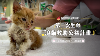 貓咪也瘋狂公益協會｜第二次生命｜浪貓救助公益計畫