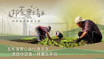 五年復育心血付諸泥流，邀請你認養一株重生旱稻｜邦查農場旱稻復育重建計畫