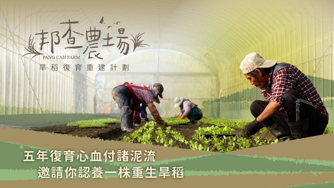 五年復育心血付諸泥流，邀請你認養一株重生旱稻｜邦查農場旱稻復育重建計畫