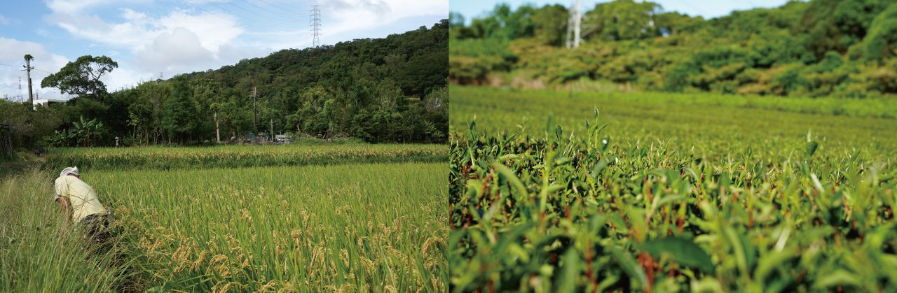 來自龜山的風土